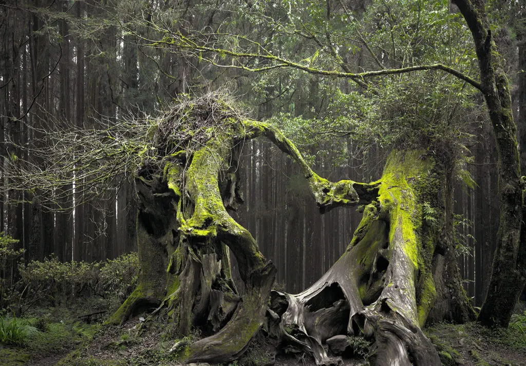 Ancient moss-covered tree roots and trunk in a dark, dense forest setting.