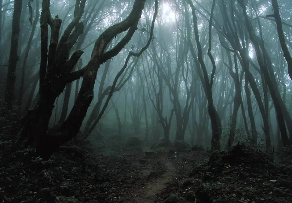 Dense, foggy forest with tall, twisted trees and a narrow dirt path disappearing into the mist