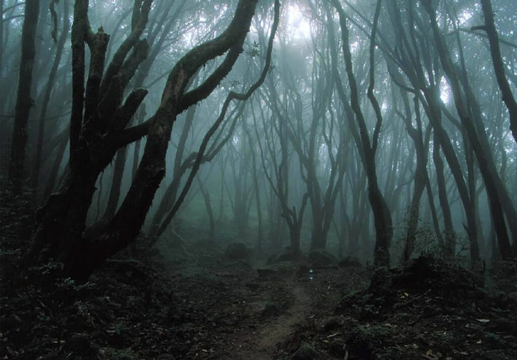 Dense, foggy forest with tall, twisted trees and a narrow dirt path disappearing into the mist